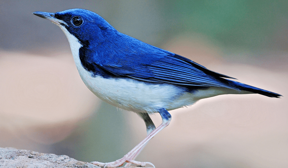 siberian blue robin