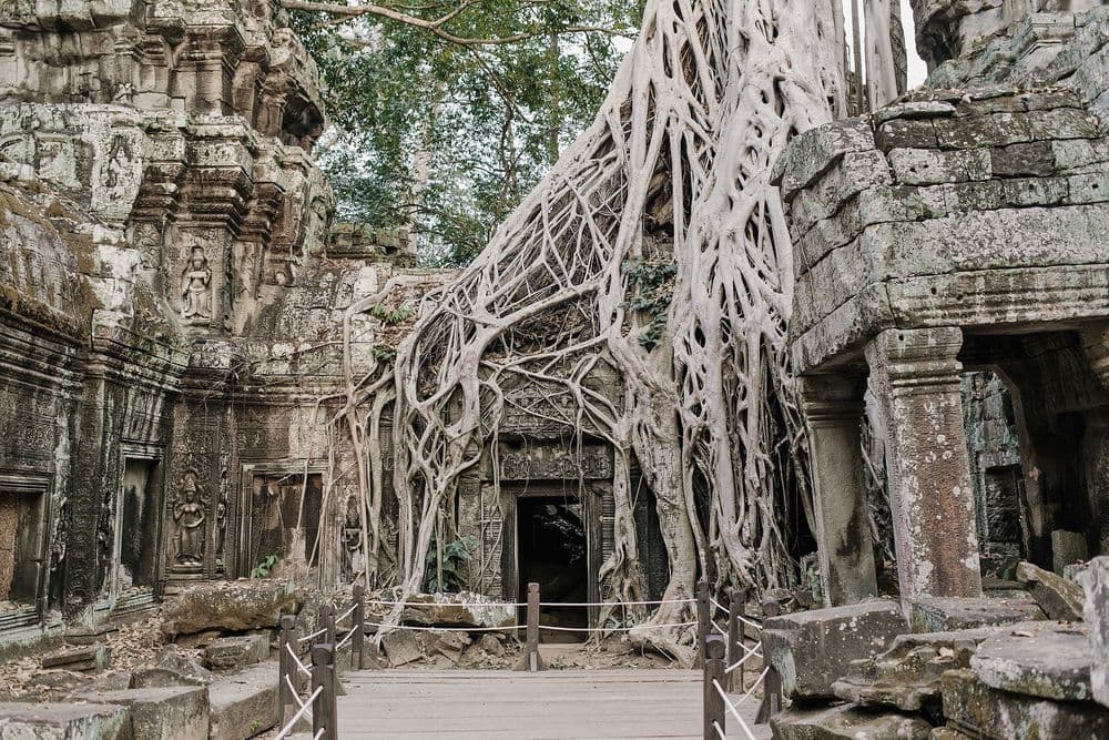 Ta Prohm Angkor wat kambodsha