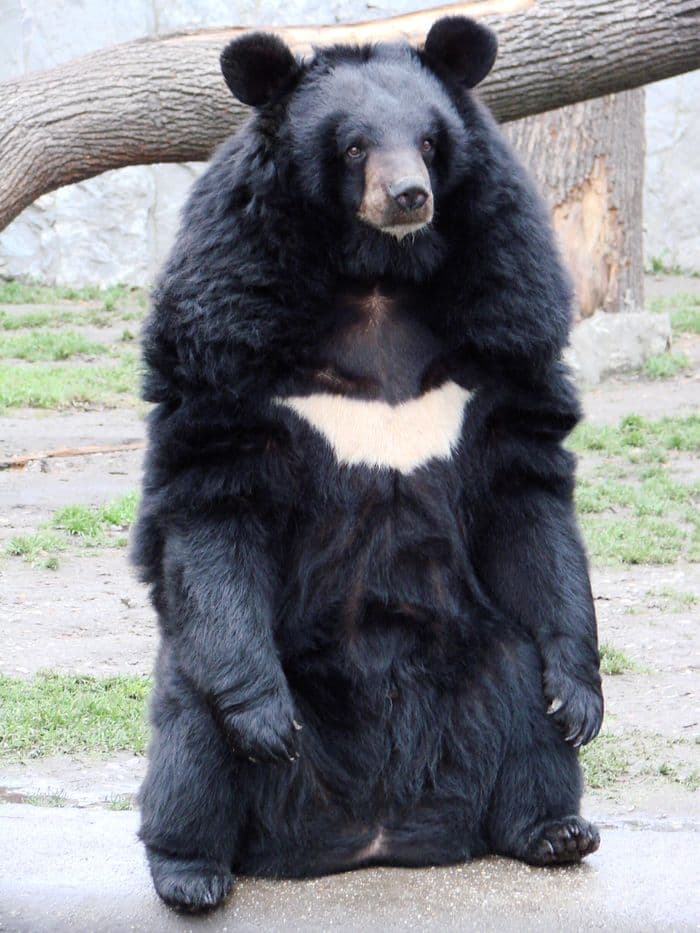 Asian Black Bear ASI