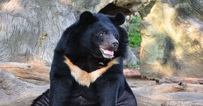 Asian Black Bear ASI XTHA XLAO