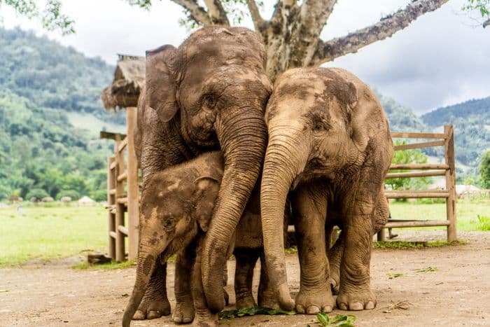 elephant thailand