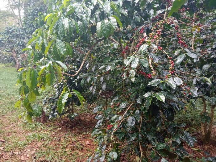 Coffee Plantation Bolaven2