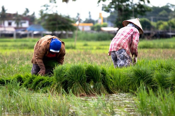 Rice Laos