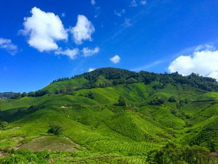 Cameron Highlands