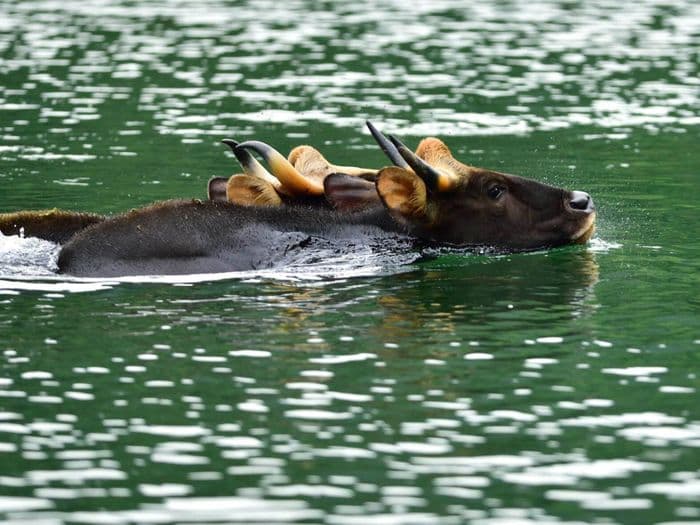 Khao Sok National Park Wildlife Animal