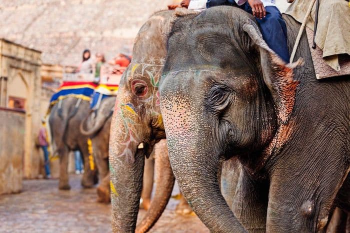 elephant thailand