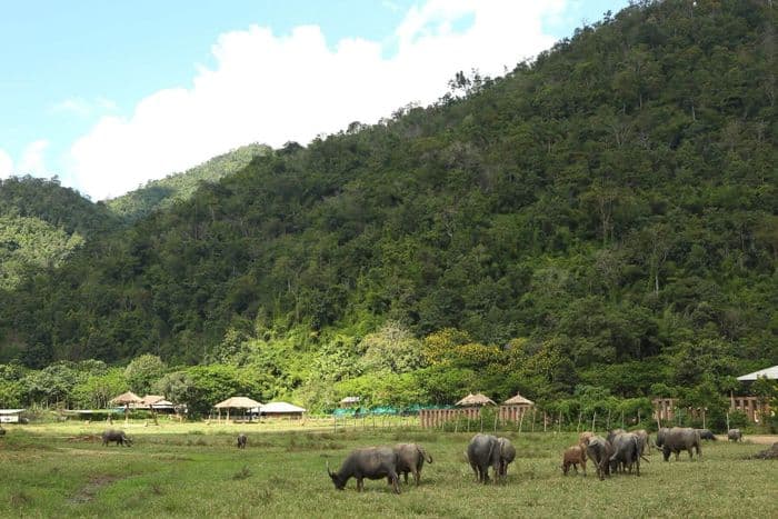 elephant nature park chiang mai Thailand