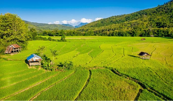 Laos Luang Prabang Farm Rice